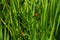 Two red ladybugs in green grass of summer meadow