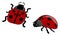 Two red ladybugs , illustration, vector