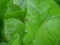 Two red ladybugs making love on the vibrant green vegetable leaf