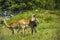 Two Red Lechwe antelopes