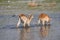 Two Red Lechwe Antelopes in the Okavango Delta