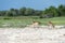 Two Red Lechwe\'s