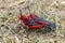 Two red locusts mating