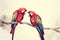 Two red macaws parrots, in love with each other, settled on a lush tree branch. Generative AI