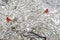 Two red male Cardinals perch in snowy bush.