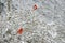 Two red male Cardinals, Rosy Fitch, perch in snowy bush.