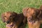 Two red miniature dachshunds looking up at camera