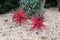 Two red moravian stars lying under a tree ready to hang up for c
