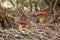 Two red mushrooms in the forest