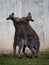 Two red-necked wallaby macropus rufogriseus standing playful fighting hugging in Bleichnau Baden-Wuerttemberg Germany