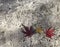 Two red and one yellow maple leaves on grey cement floor