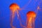 Two red-orange jellyfish