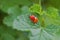 Two red and orange ladybugs is mating on a leaf of currant bush, one of them is without dots