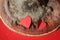 Two red paper hearts on Byrch polypore or Piptoporus betulinus dry mushroom on red background, valentine day