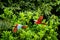 Two red parrots in flight. Macaw flying, green vegetation in background. Red and green Macaw in tropical forest