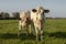 Two red pied cows, heifer, approaching, standing in a pasture, and a faraway straight horizon.