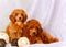 Two red poodles sit on a gray background. Lovely puppies with decorative balls.