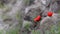 Two red poppies swaying the breeze against the background of rocks and greenery