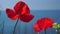 Two red poppy extremely close up of petal flower over sea background. Close-up of blossoming poppies, swinging by the