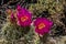 Two Red Prickly Pear blossoms, near the Grand Canyon.