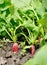 Two red radishes growing in soil