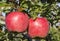 Two red ripe apples hang on a branch of an apple tree