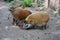 Two red river hogs with their piglets in zoo