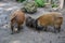 Two red river hogs with their piglets in zoo