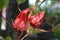 Two Red Rosella Flower in the stake under sunray