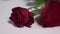 Two red roses falling onto a white surface