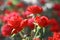 Two red roses in the rose garden.