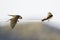 Two red-rumped swallows perched and singing on a electric cable in the morning sun of Greece.