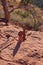 Two red sandstone totems, cairns on the Boynton Canyon Vista Trail in Sedona, Arizona