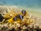 Two Red Sea anemonefish and an anemone in a tire underwater.