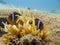 Two Red Sea anemonefish and an anemone in a tire underwater.