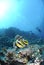 Two Red Sea bannerfish with scuba divers.