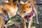 Two red Shiba Inu dogs socializing