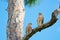 Two red-shouldered hawks