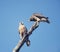 Two Red Shouldered Hawks