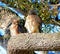 Two Red Shouldered Hawks huddle together on a large oak tree