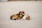 Two red stray dogs lie on the sand and bask in each other. Love pets. The problem of homeless animals.