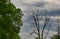 Two Red-Tailed Hawks Birds of Prey Perched in a Dead Bare Tree One on Top Branch, One on Lower Branch