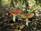 Two red toadstools  big and small  against the background of dry leaves in the forest and spruce. Toadstool amanita muscaria in