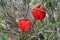 Two red tulips in bush of gray green leaves of sage at sunny spring day