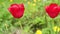 Two red tulips close to