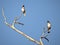 Two Red vented bulbul sitting on dry tree branch with clear blue sky background