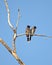 Two Red vented bulbul sitting side by side on dry tree branch with clear blue sky background