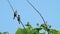 Two red-whiskered bulbul on tree