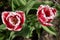 Two red and white Tulip in garden from top view. Blurry tulips in a tulip garden. Beautiful red and white Tulip