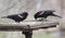 Two Red-winged Blackbirds